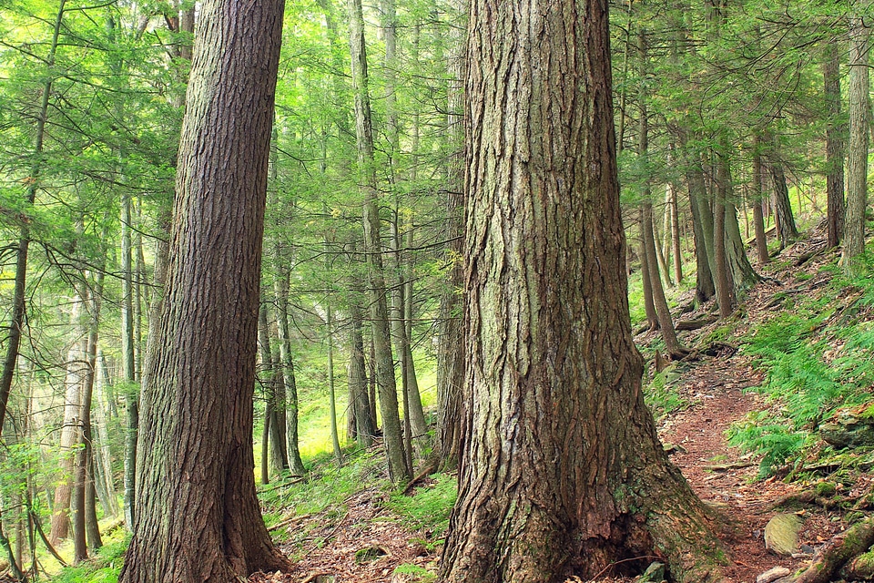 Bark branch conifer