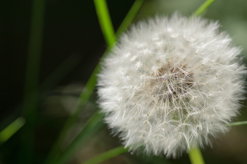 Bloom flowers plant