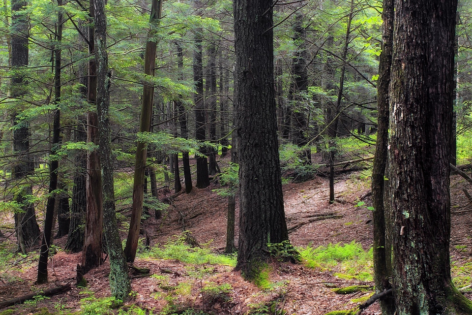 Branch ecology environment