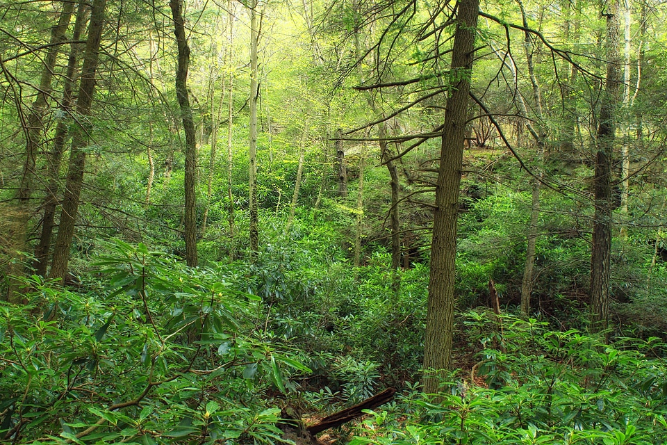 Branch dawn ecology