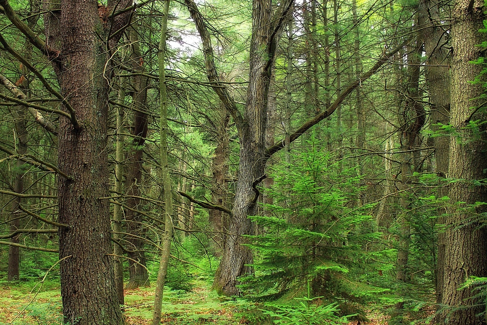 Bark branch conifer