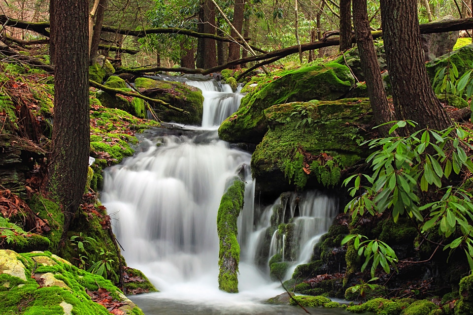 Creek ecology environment