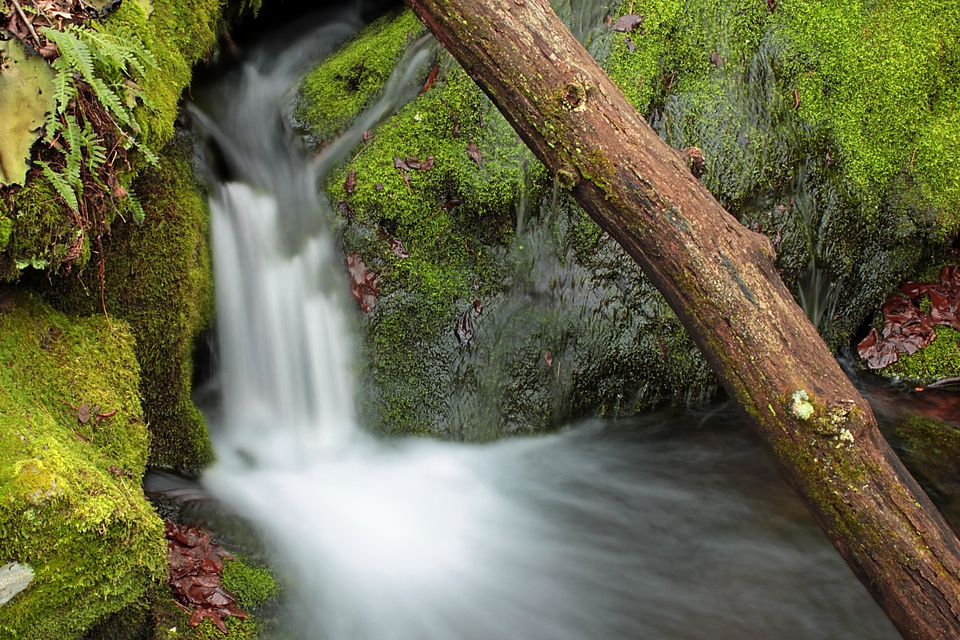 Creek forest landscape photo