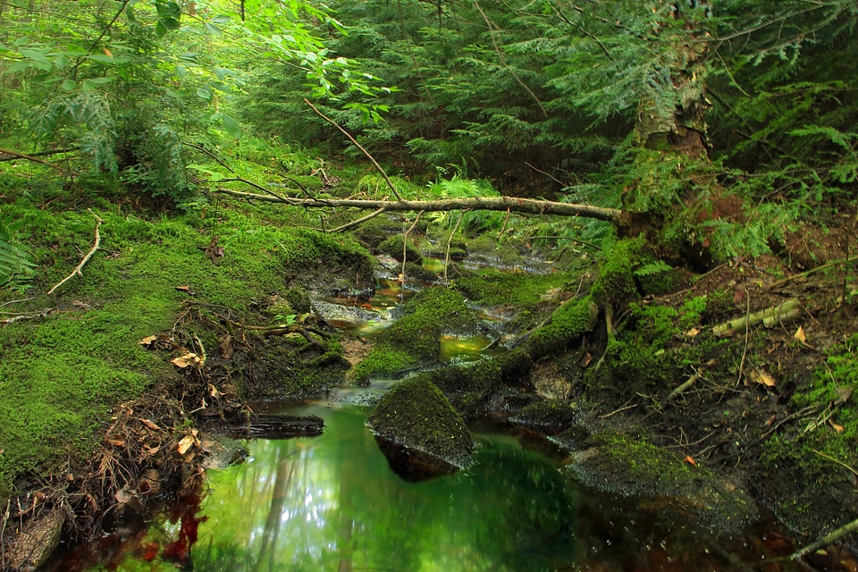 Aquatic branch creek