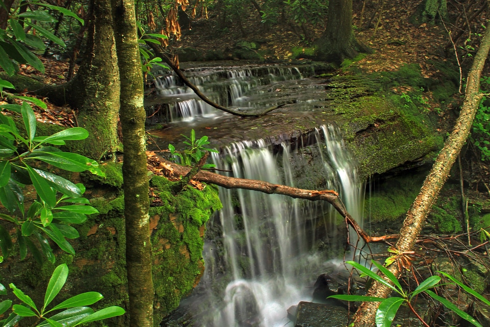 Creek environment forest