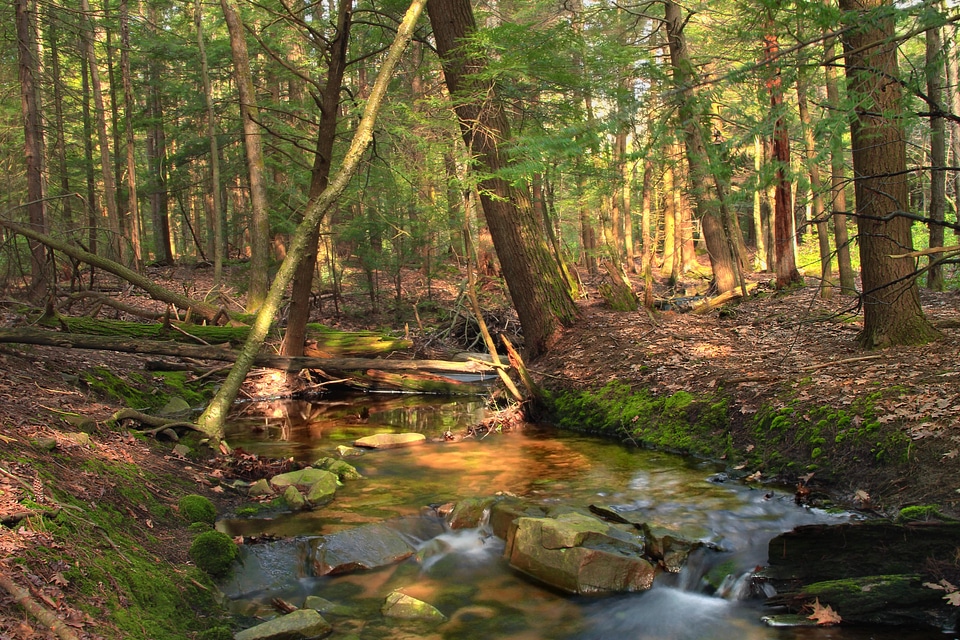 Creek ecology environment photo