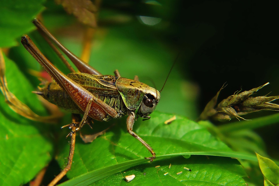 Animal arthropod beautiful photo