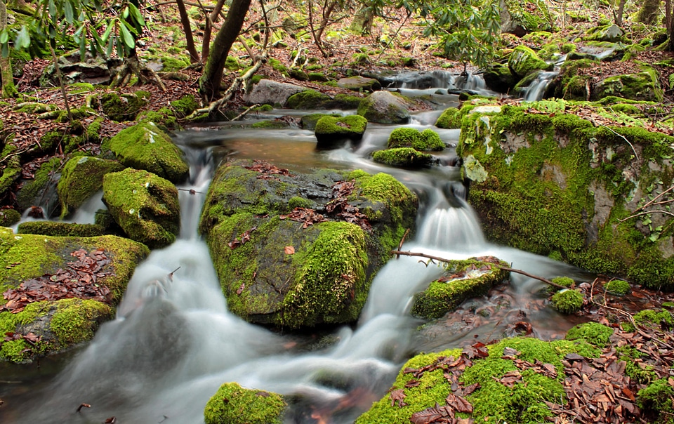Creek ecology environment