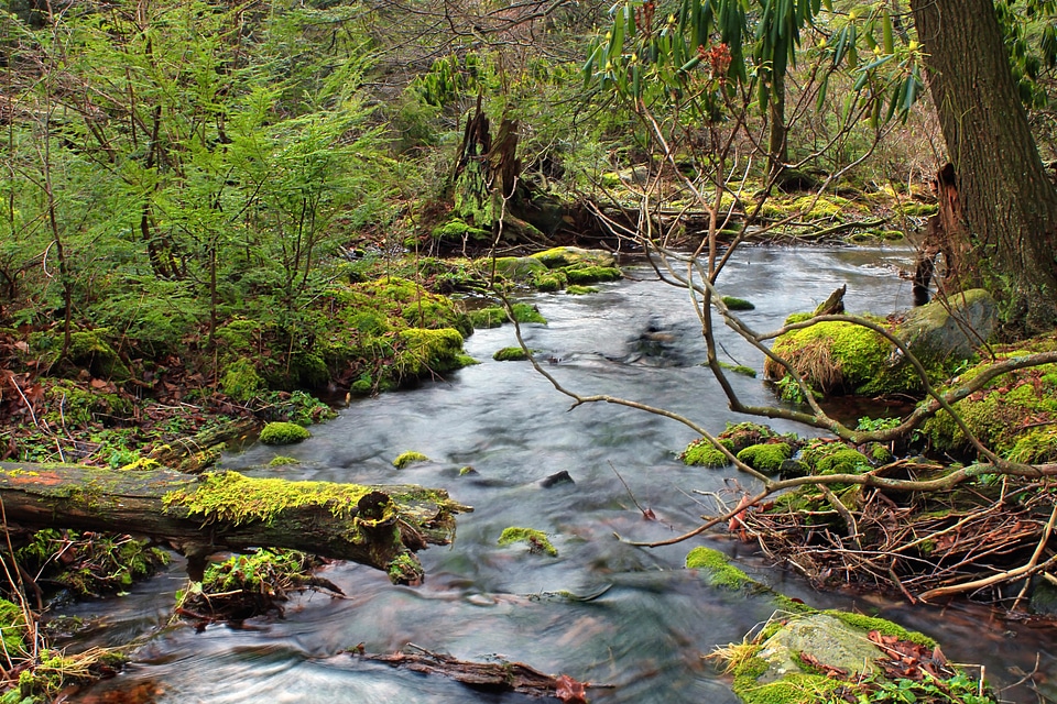 Creek environment forest photo