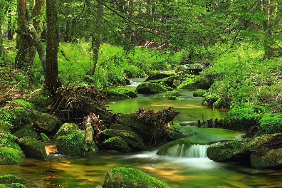 Environment forest grass