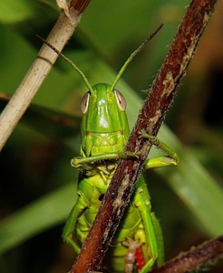 Animal arthropod bug