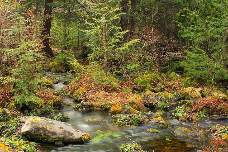Environment flora forest