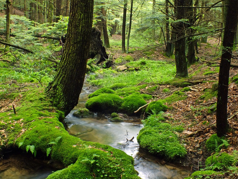 Environment fern forest