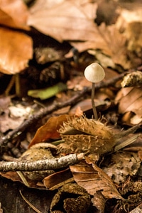 Autumn diet flora