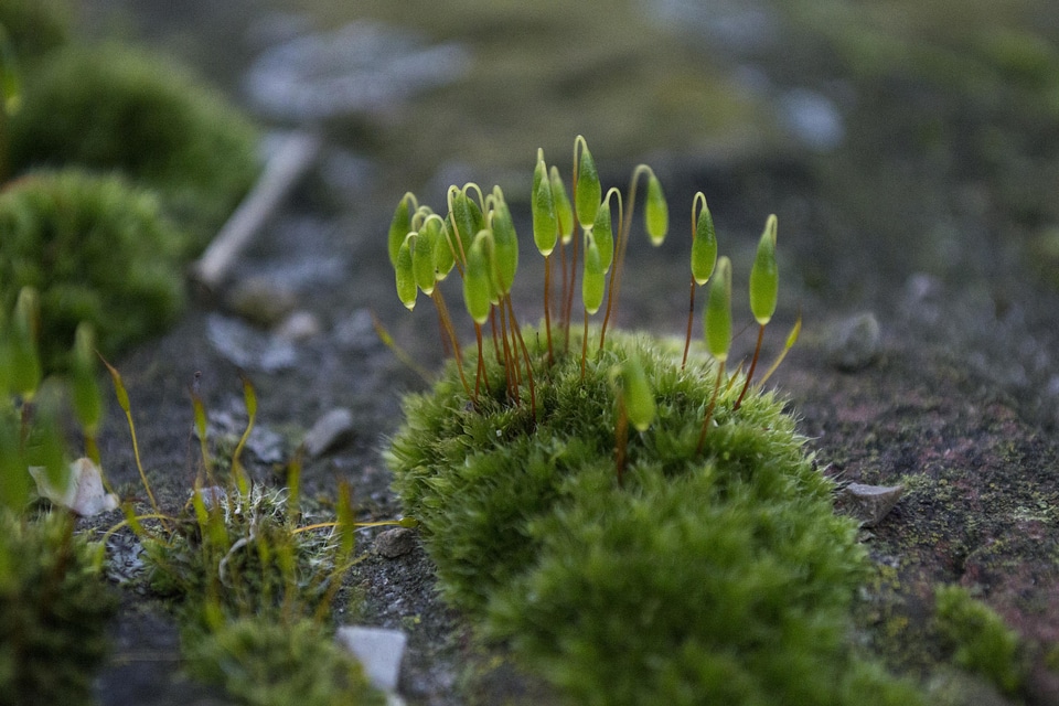 Environment fern flora