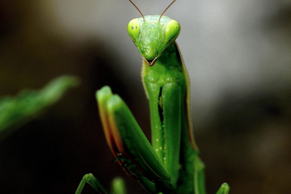 Animal arthropod bug