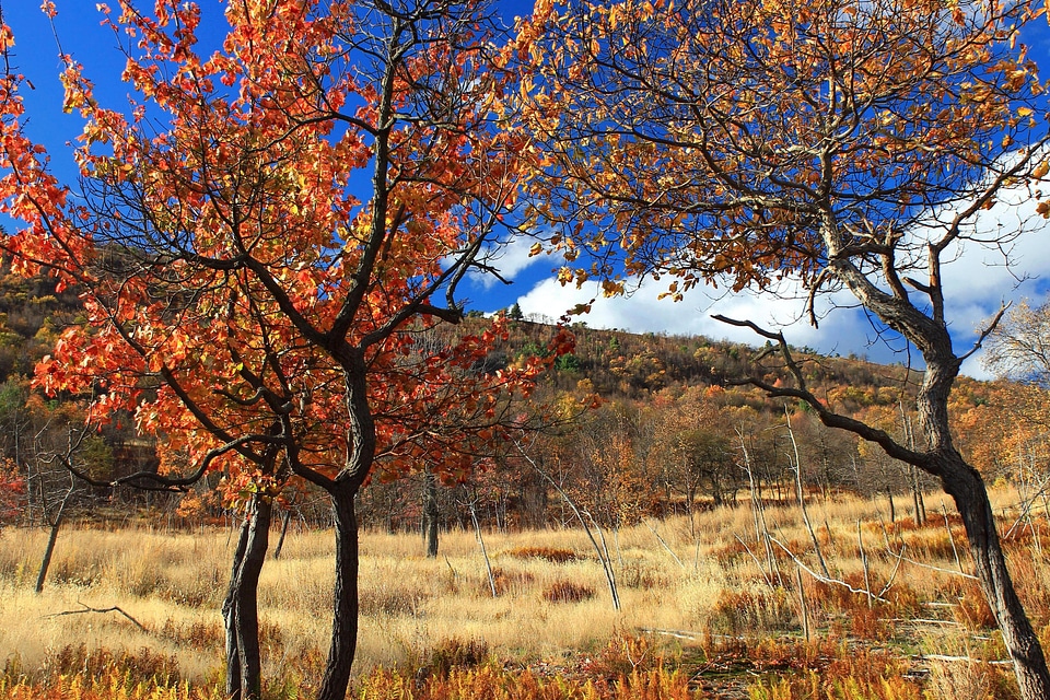 Autumn beautiful photo branch