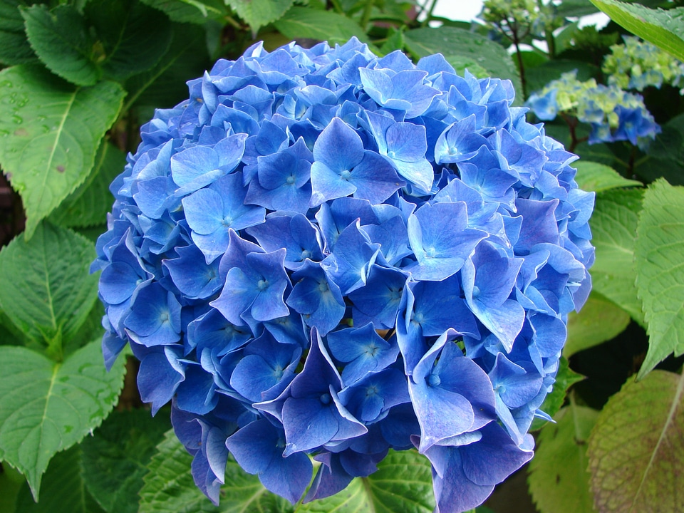 Hydrangea flower blue