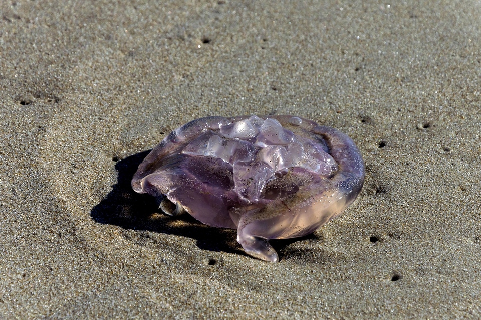 Beach desert invertebrate