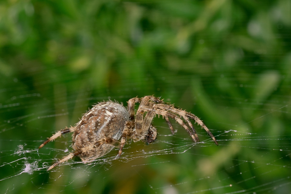 Cobweb insect nature