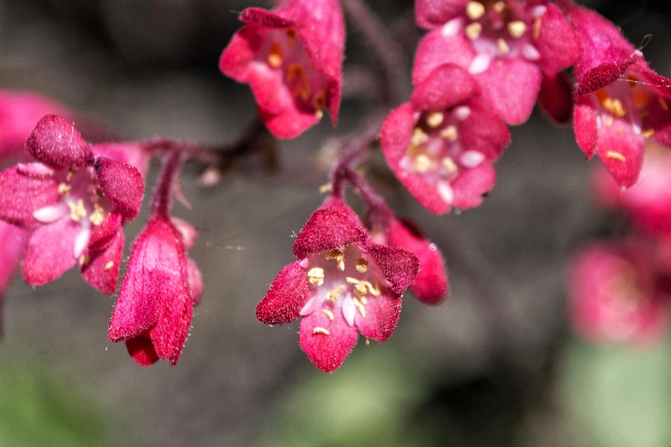 Beautiful Flowers bloom blooming