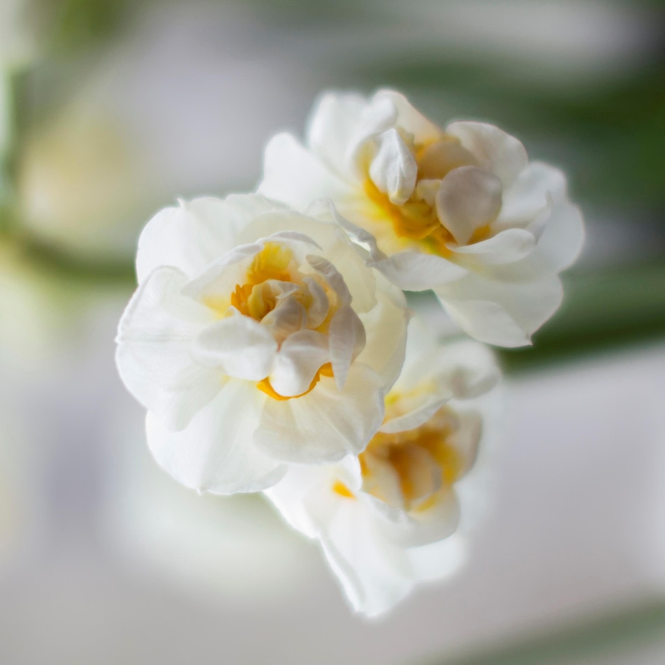 Beautiful beautiful flowers bloom