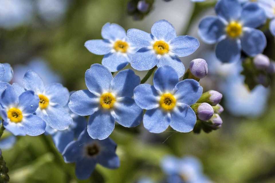 Beautiful Flowers beautiful image beautiful photo