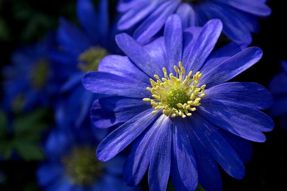 Beautiful Flowers beautiful photo bloom
