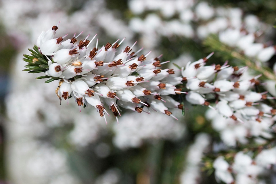 Almond beautiful flowers bloom