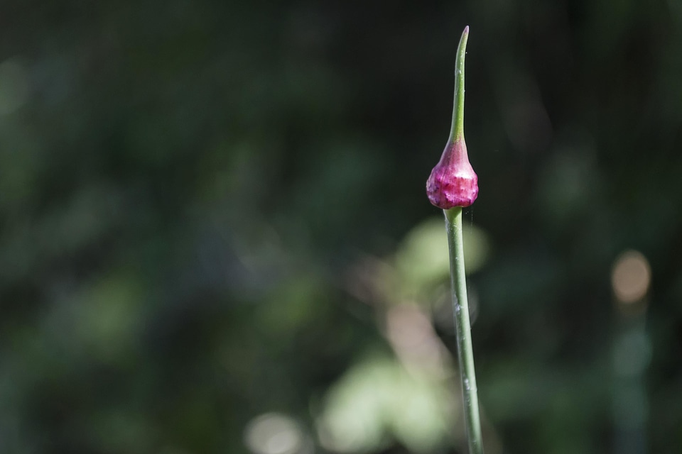 Beautiful Flowers bloom blossom
