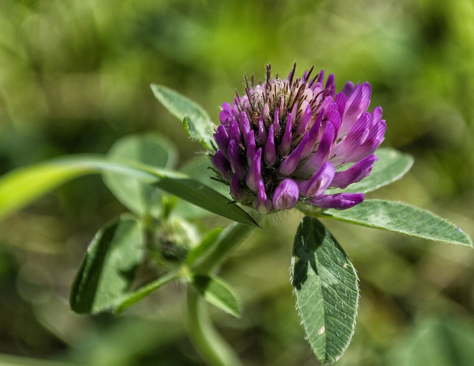 Beautiful Photo field flora