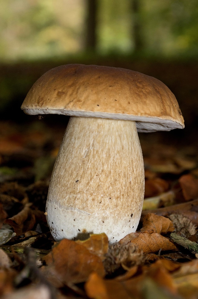 Food fungus moss