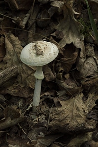 Diet flora fungus photo