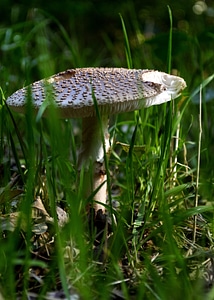 Flora food fungus