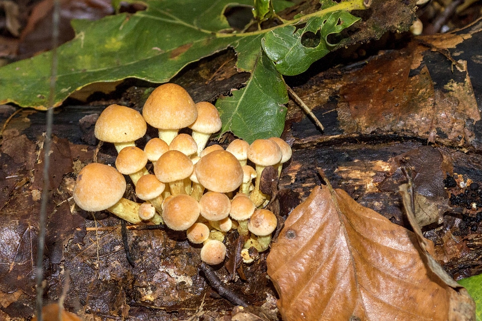 Brown flora food