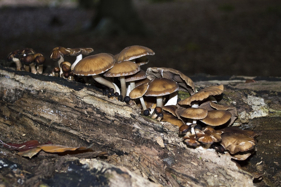 Flora food fungus