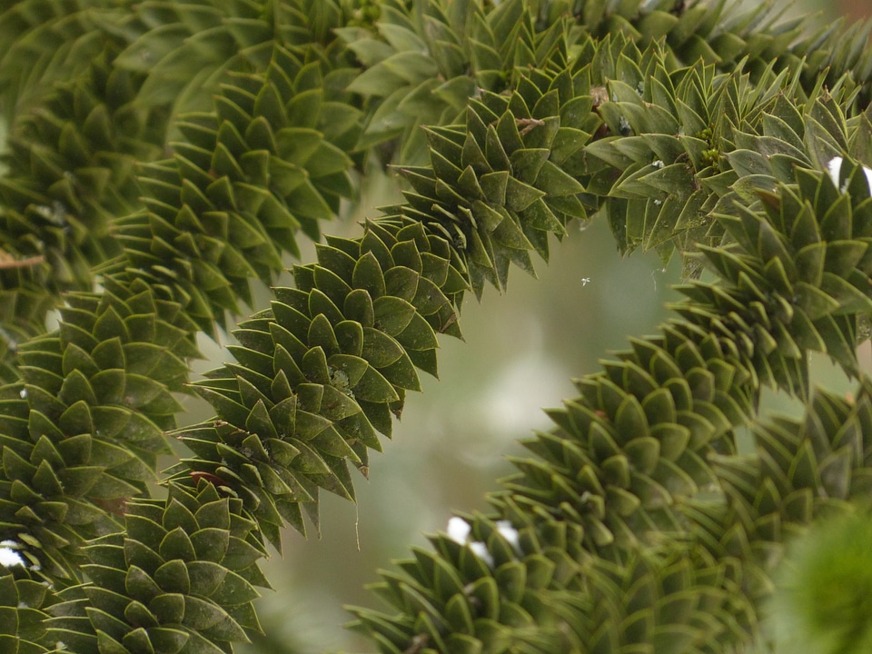 Branch branches araucaria
