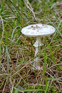 Autumn flora food