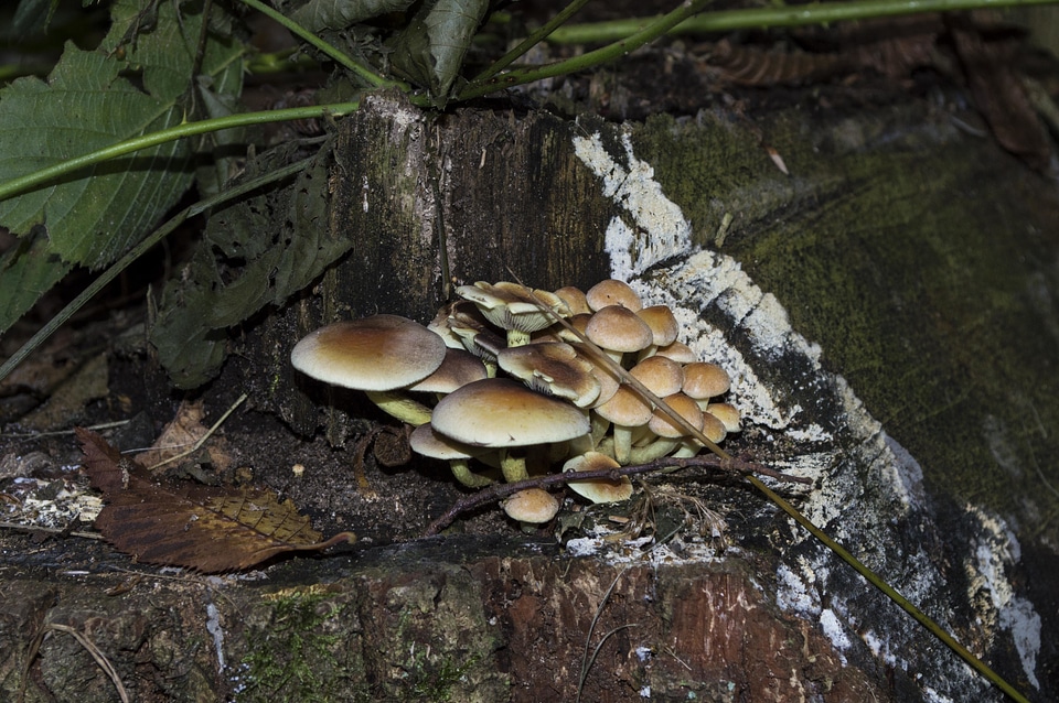 Environment flora fungus