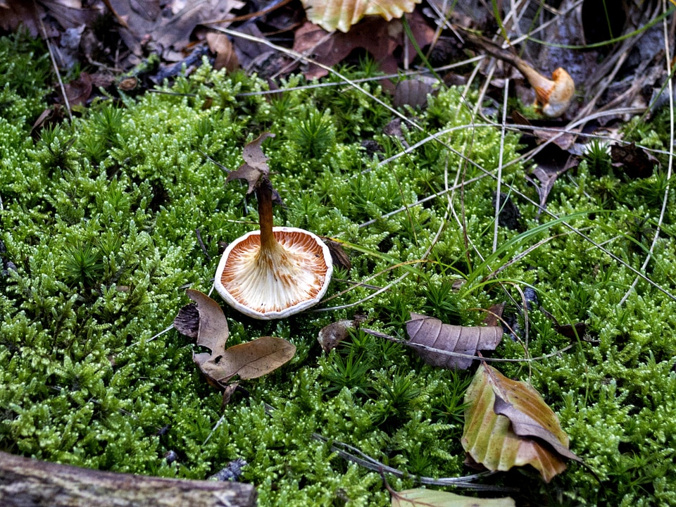 Flora food forest