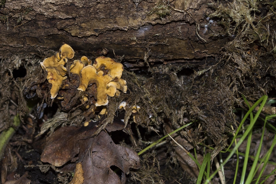 Environment flora fungus