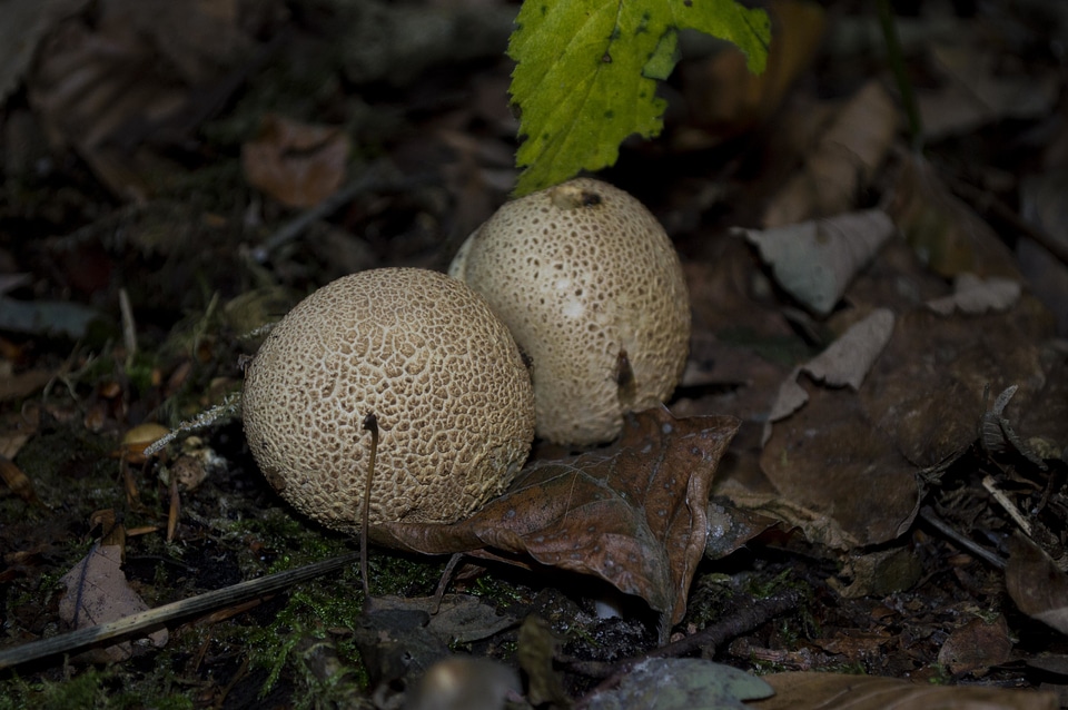 Environment flora fungus