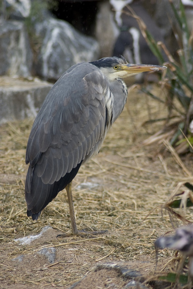 Wild wildlife survive