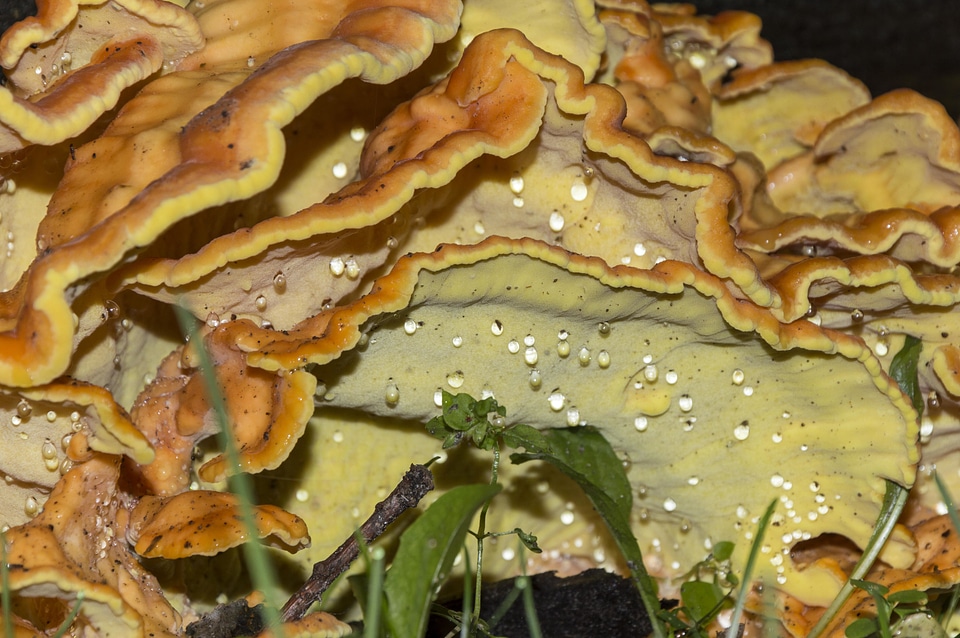 Flora food fungus