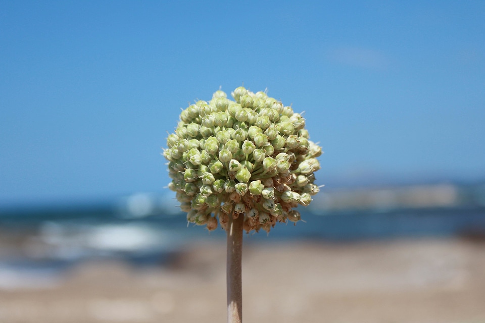 Blue Sky flower nature