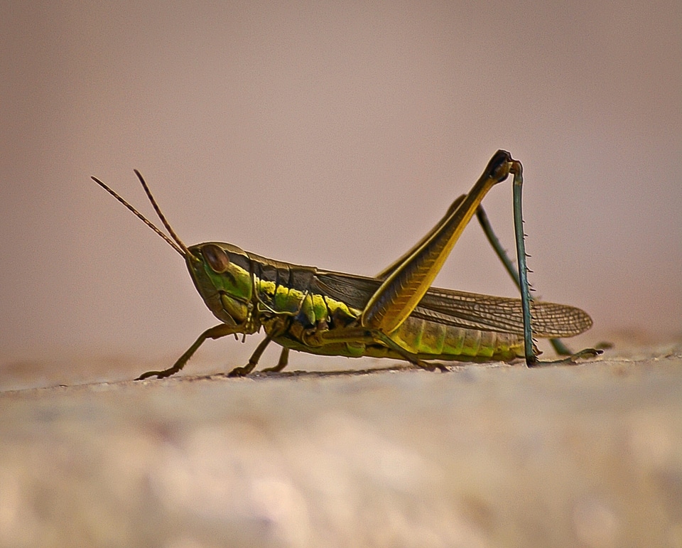 Green wild wildlife