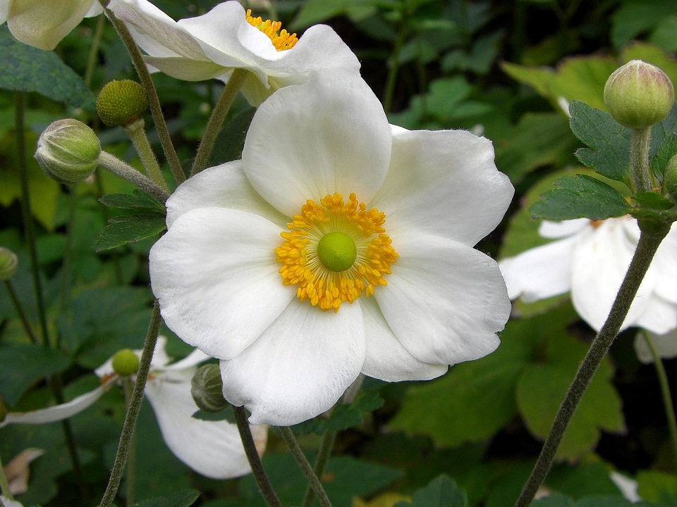 Beautiful Flowers bloom blooming