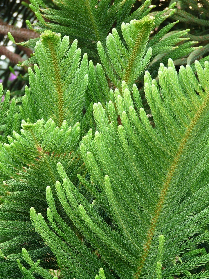 Araucaria heterophylla norfolk pine araucaria