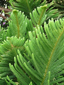 Araucaria heterophylla norfolk pine araucaria