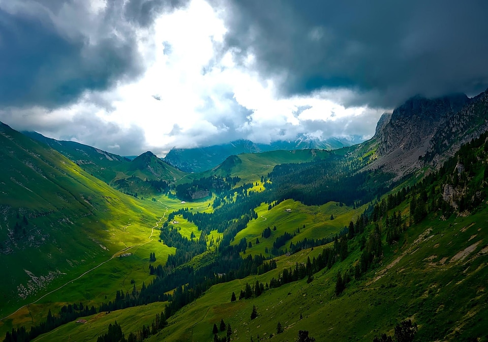 Forest grass high land